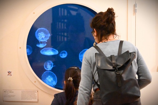 Vaste | vaste-clea-hameury-museum-du-havredsc_0544.jpg